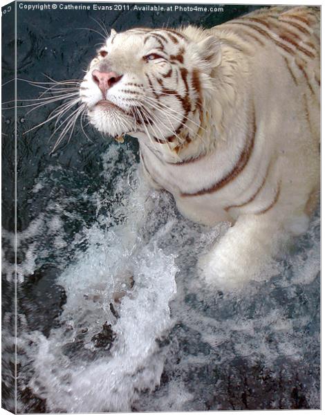 White Tiger Splash! Canvas Print by Catherine Fowler