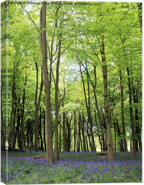 Bluebells in Ashridge Woods Canvas Print by Catherine Fowler