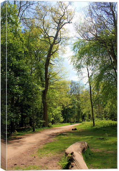 Through Ashridge Woods Canvas Print by Catherine Fowler