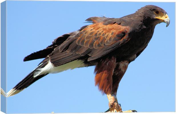 Black Kite Canvas Print by Catherine Fowler