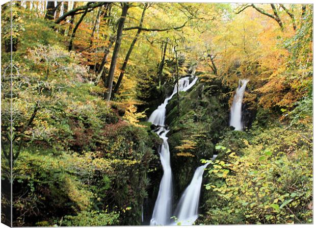 Stock Ghyll #2 Canvas Print by Catherine Fowler