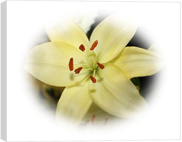 Auratum Lily Canvas Print by Catherine Fowler