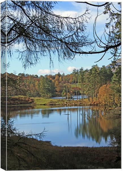 Tarn Hows through the trees Canvas Print by Catherine Fowler