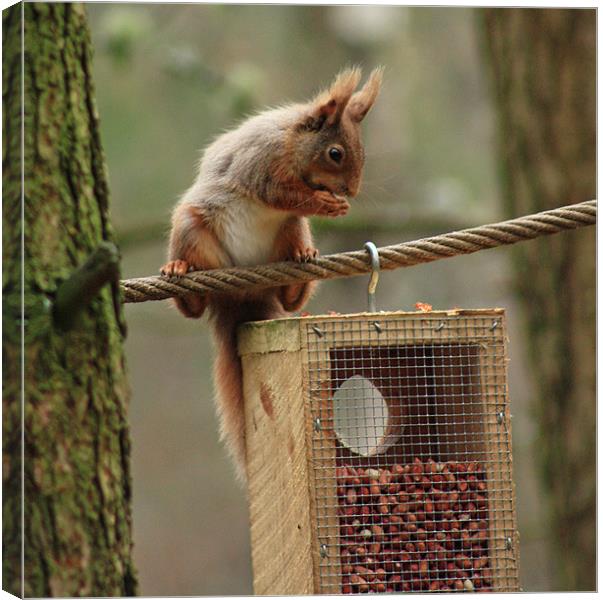 Red squirrel Canvas Print by Catherine Fowler