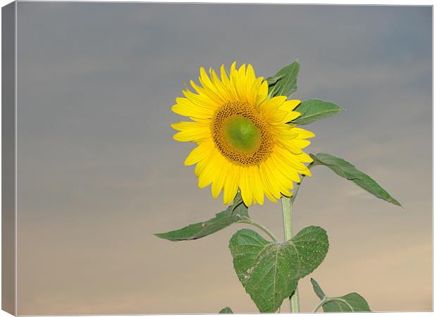 Sunflower against evening sky Canvas Print by Louise Eksteen