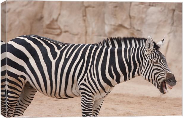 Laughing Zebra Canvas Print by Peter West