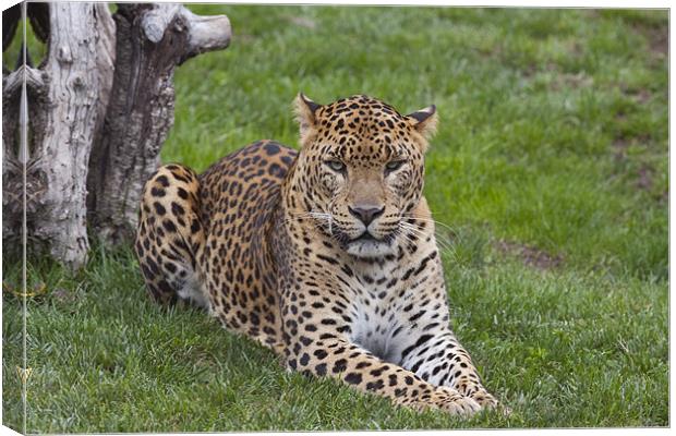 Leopard stare Canvas Print by Peter West