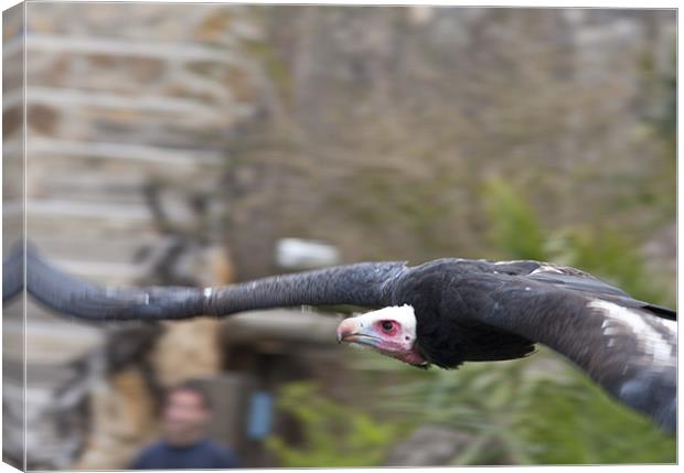 Flying Vulture Canvas Print by Peter West