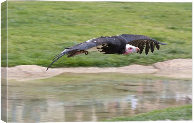 Vulture Canvas Print by Peter West