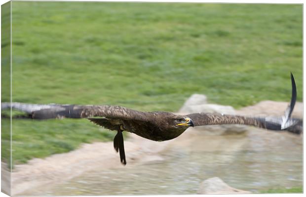 Eagle in flight Canvas Print by Peter West