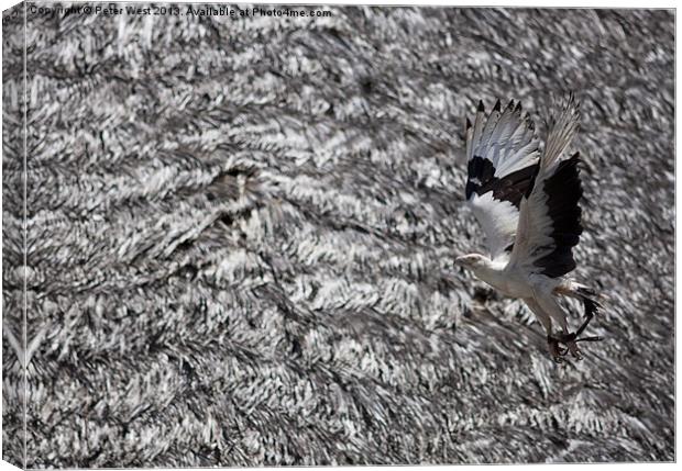 Camouflage Eagle Canvas Print by Peter West