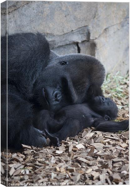 Gorilla with baby 2 Canvas Print by Peter West