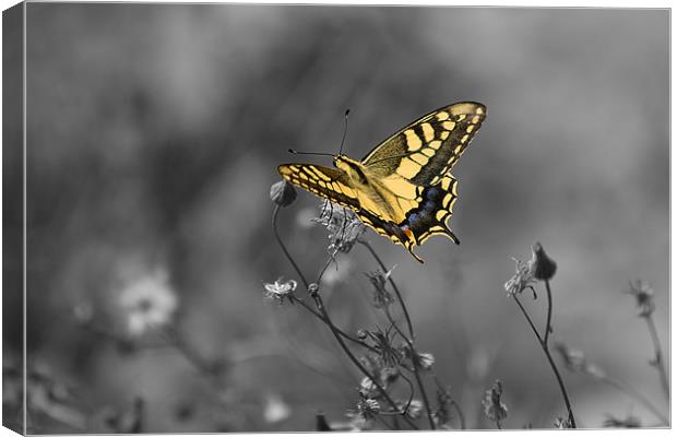 yellow butterfly Canvas Print by Peter West
