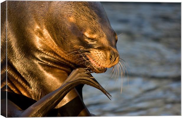 Sealion scratch Canvas Print by Peter West
