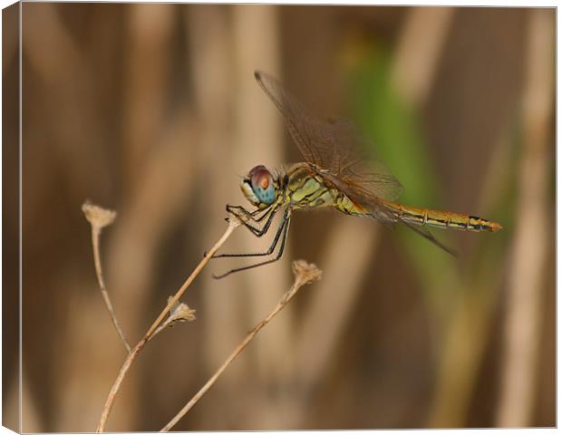 Dragonfly Canvas Print by Peter West