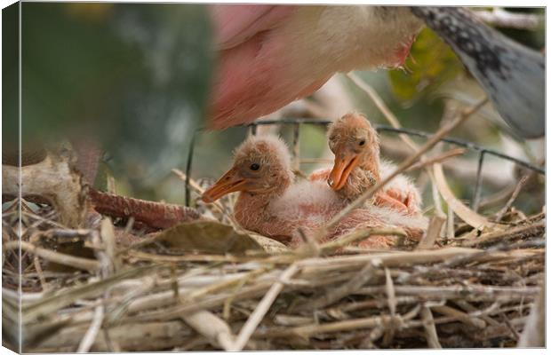 Spoonbill chicks Canvas Print by Peter West