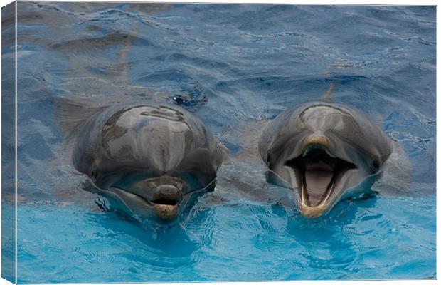 Laughing Dolphins Canvas Print by Peter West