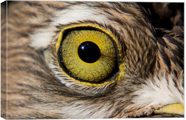 Birds Eye Canvas Print by Peter West