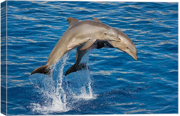 Jumping Dolphins Canvas Print by Peter West