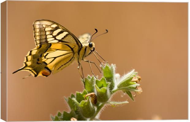 Yellow Swallowtail Canvas Print by Peter West