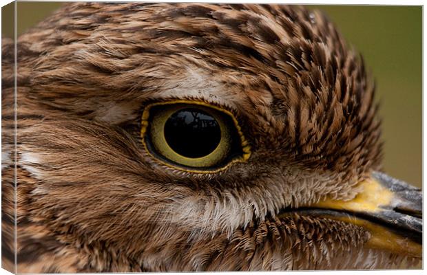 Eye Eye! Canvas Print by Peter West