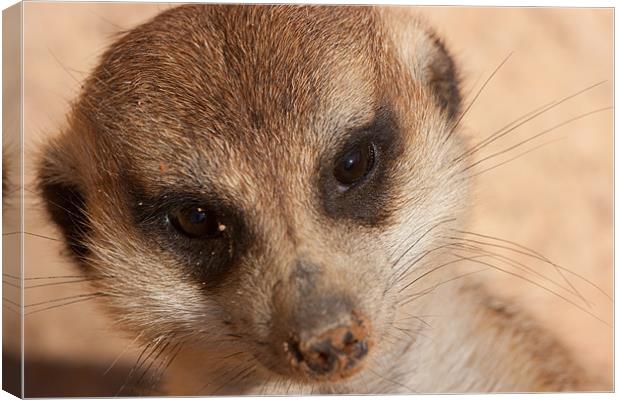Meercat Smile Canvas Print by Peter West