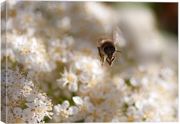 Flying Bee 2 Canvas Print by Peter West