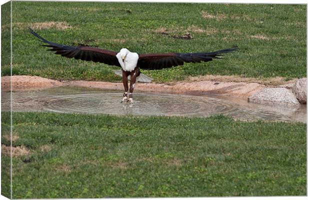 Fish Eagle Canvas Print by Peter West