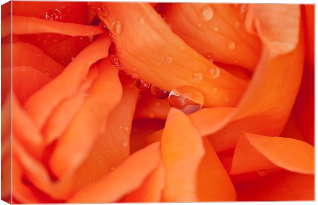 Raindrops on Roses Canvas Print by Peter West