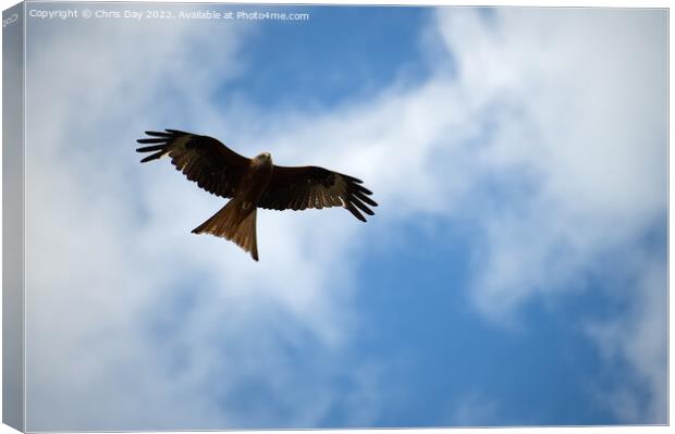 Red Kite Canvas Print by Chris Day