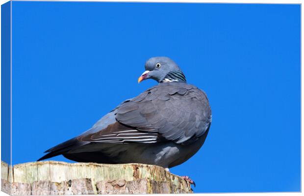 Wood Pigeon Canvas Print by Chris Day