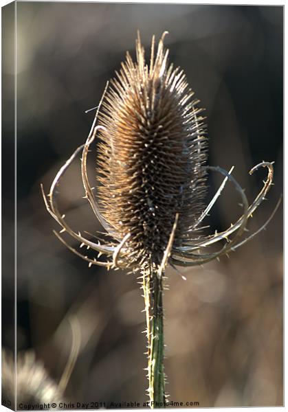 Teasel Canvas Print by Chris Day