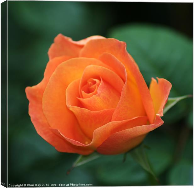 Orange Rose Canvas Print by Chris Day