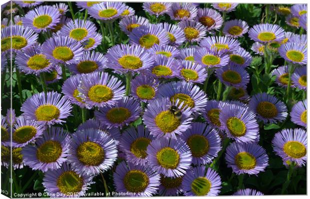 Seaside daisy Canvas Print by Chris Day