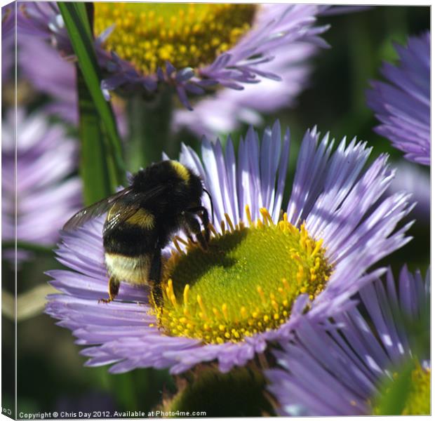 Busy Bee Canvas Print by Chris Day