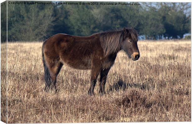 New Forest Pony Canvas Print by Chris Day