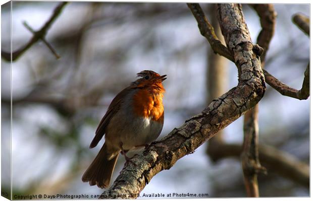 Robin Canvas Print by Chris Day