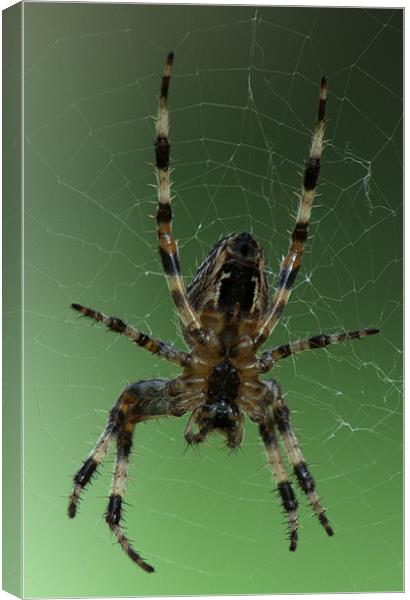 Orb Web Spider Canvas Print by Chris Day