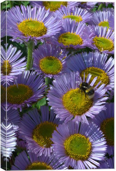 Seaside Daisies Canvas Print by Chris Day