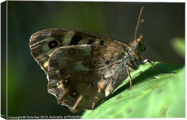 Speckled Wood Canvas Print by Chris Day