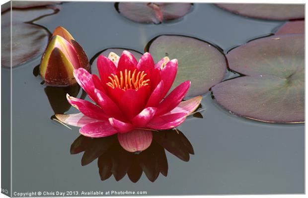Water Lily Canvas Print by Chris Day