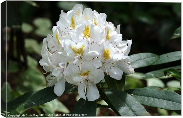 White Rhododendron Canvas Print by Chris Day