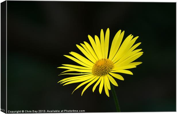 Yellow daisy Canvas Print by Chris Day