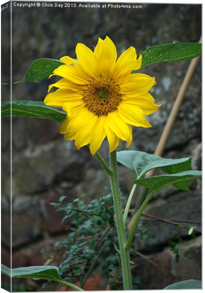 Sunflower Canvas Print by Chris Day