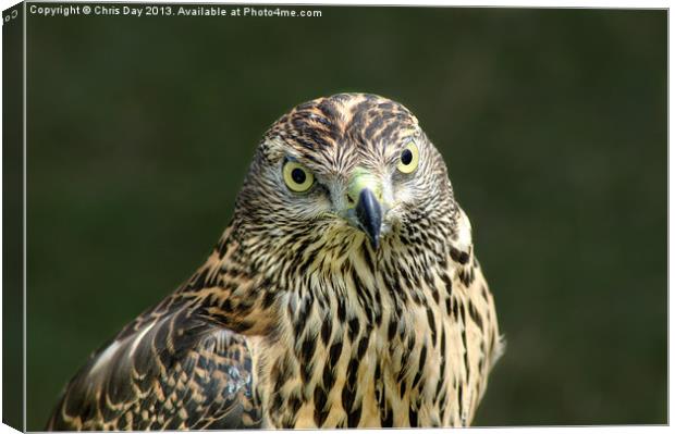 Goshawk Canvas Print by Chris Day