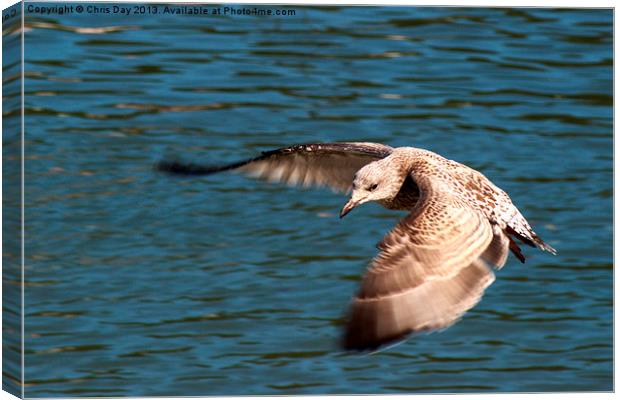 Great black backed gull Canvas Print by Chris Day