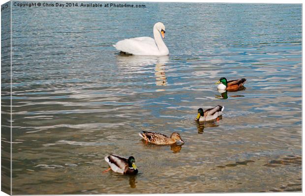 Mute Swan and Mallard Ducks Canvas Print by Chris Day