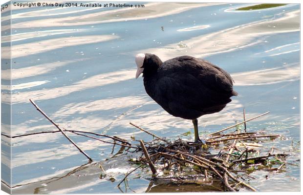 Coot Canvas Print by Chris Day