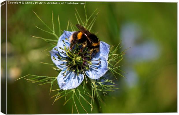 Bee collecting pollen Canvas Print by Chris Day