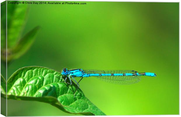 Blue Damselfly Canvas Print by Chris Day